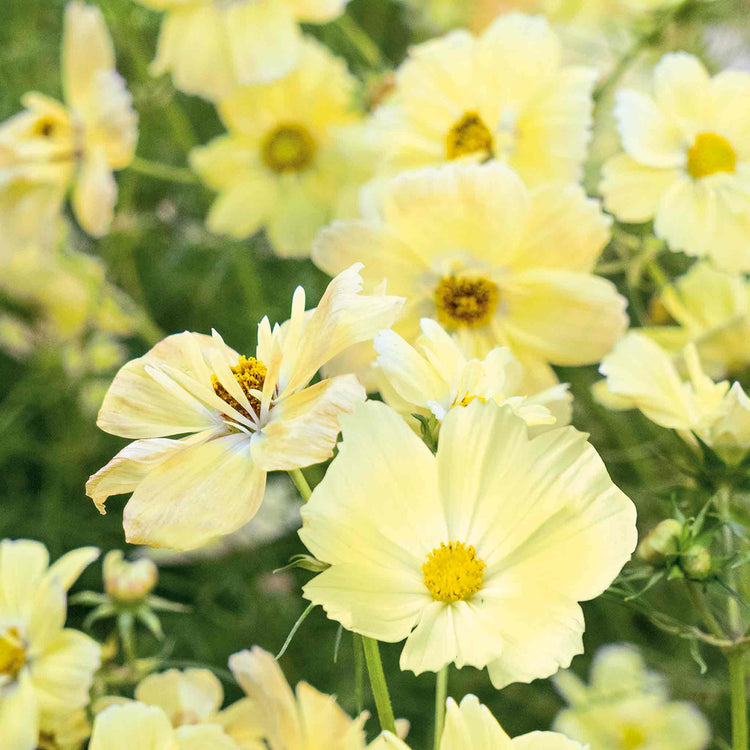 Cosmos 'Xanthos Lemon Sherbet'