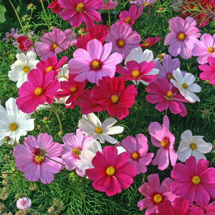 Cosmos Plant 'Sonata Mix'