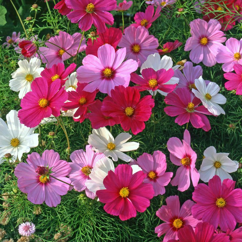 Cosmos Plant 'Sonata Mix'