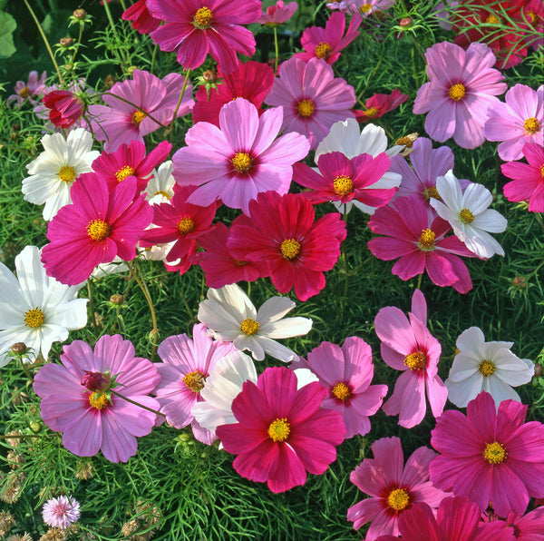 Cosmos Plant 'Sonata Mix'