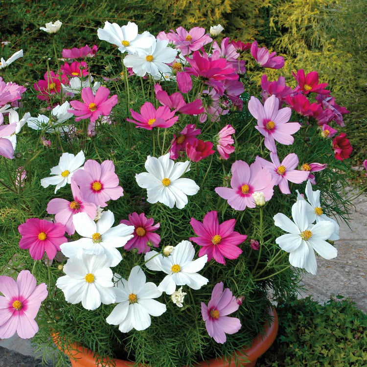 Cosmos Plant 'Sonata Mix'