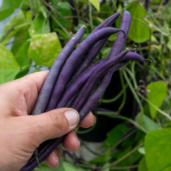 French Bean 'Climbing Cosse Violette'