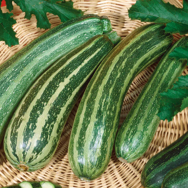 Courgette 'Cocozelle'