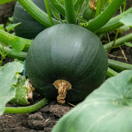 Courgette Seeds 'Eight Ball'