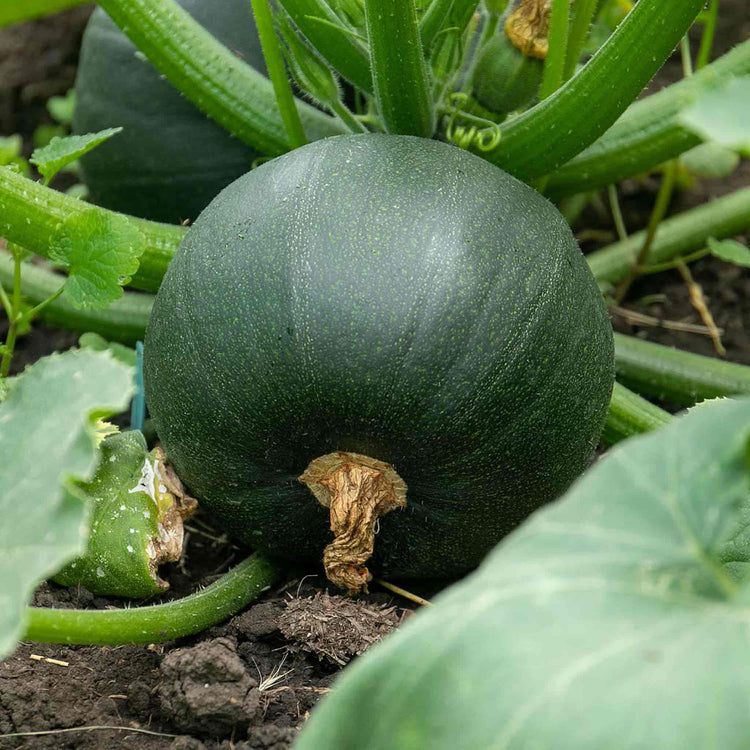 Courgette Seeds 'Eight Ball'