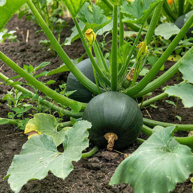 Courgette Seeds 'Eight Ball'