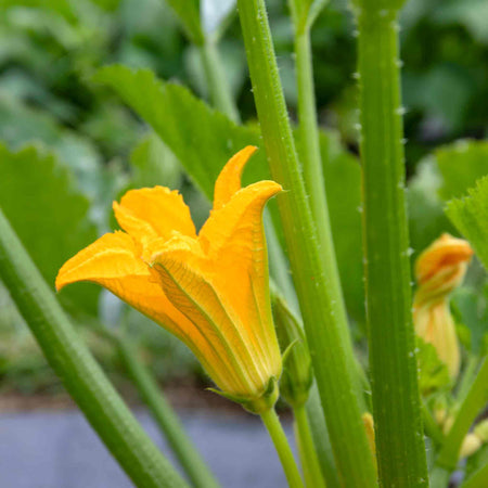 Courgette 'Tuscany'
