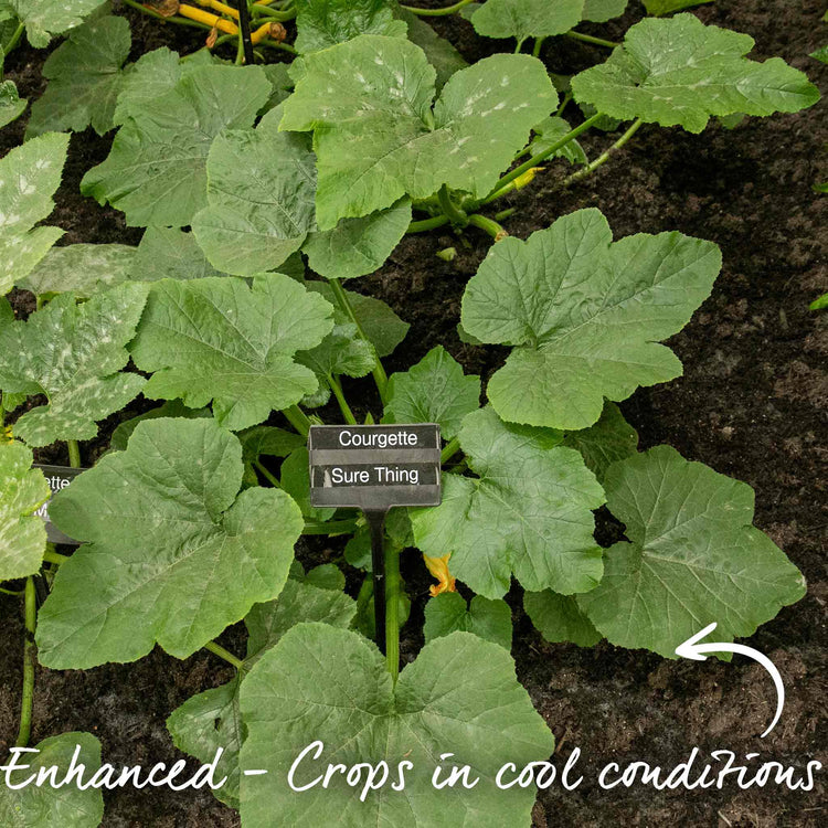 Courgette Seeds 'Sure Thing' F1