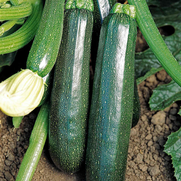 Courgette Seeds 'Sure Thing' F1