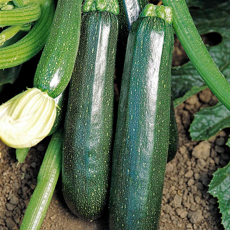 Courgette 'Sure Thing'
