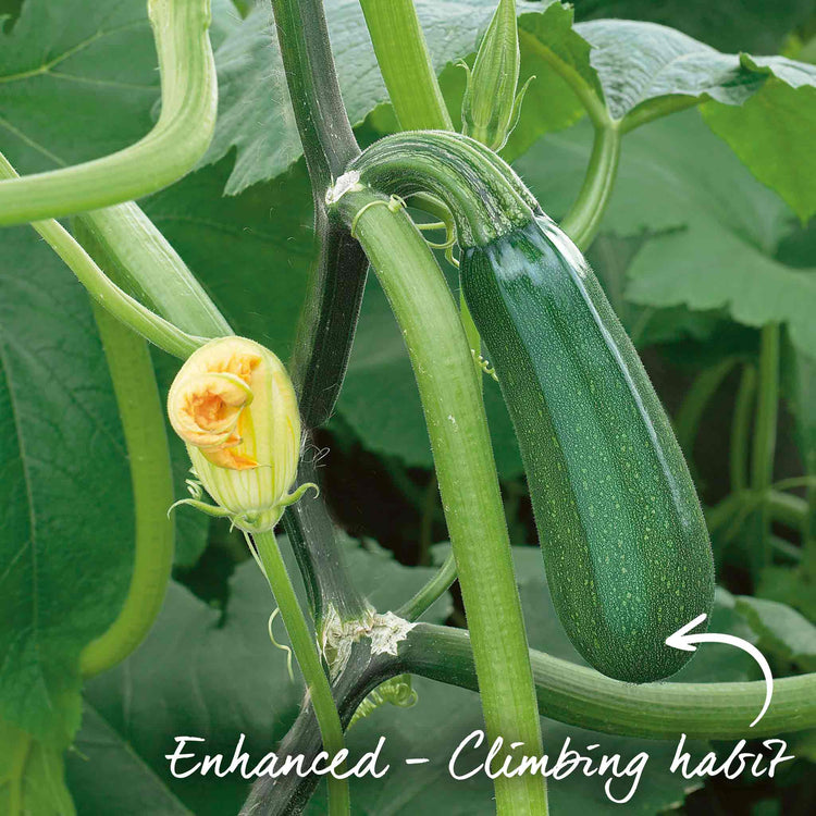 Courgette Seeds 'Black Forest' F1