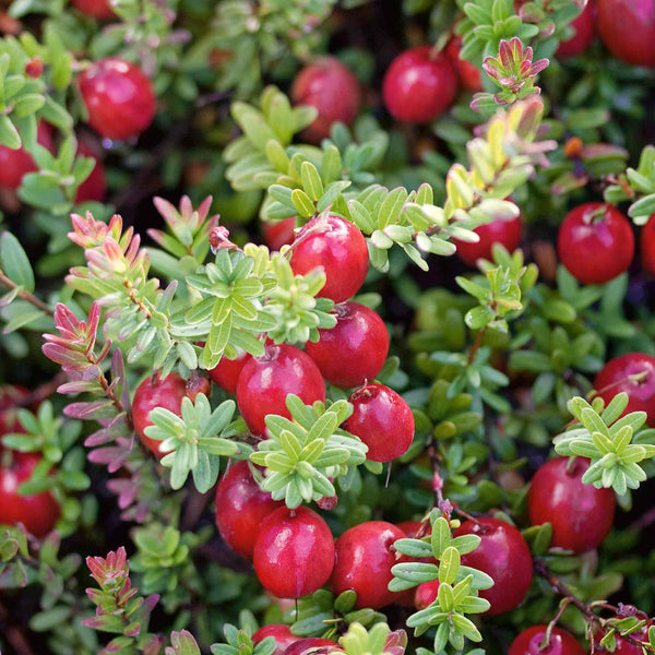 Cranberry 'Pilgrim'