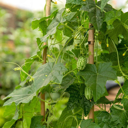 Cucamelon 'Mexican Gherkin'