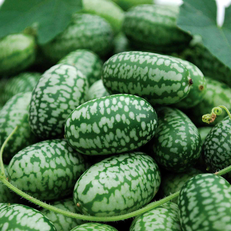 Cucamelon 'Mexican Gherkin'
