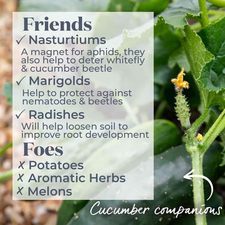 Cucumber 'Mini Munch'