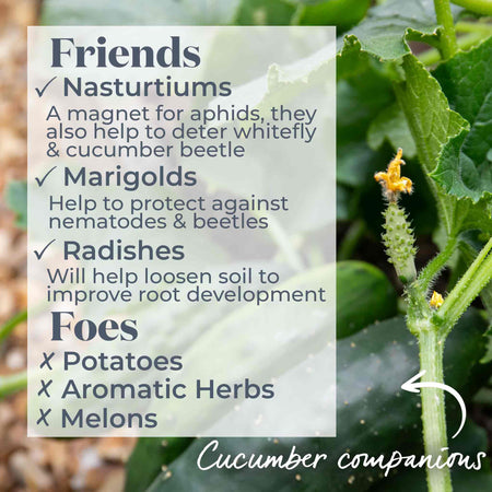Cucumber 'Mini Muncher'