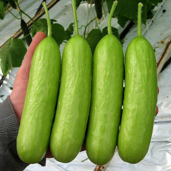 Cucumber Seeds 'Delistar' F1