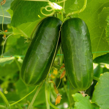 Cucumber 'Party Time'