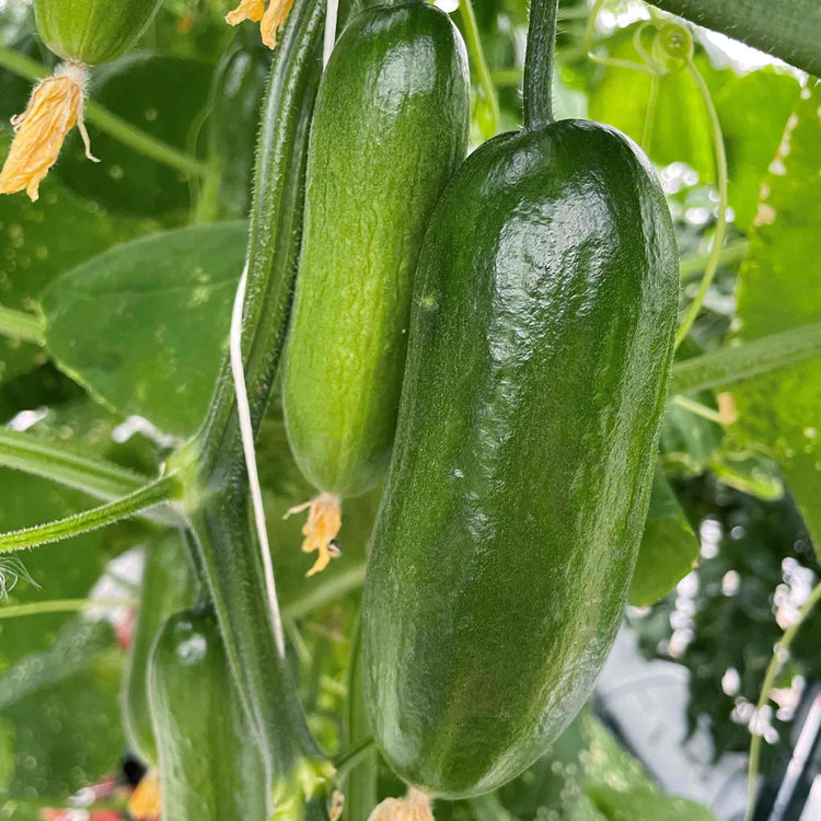 Cucumber 'Party Time'