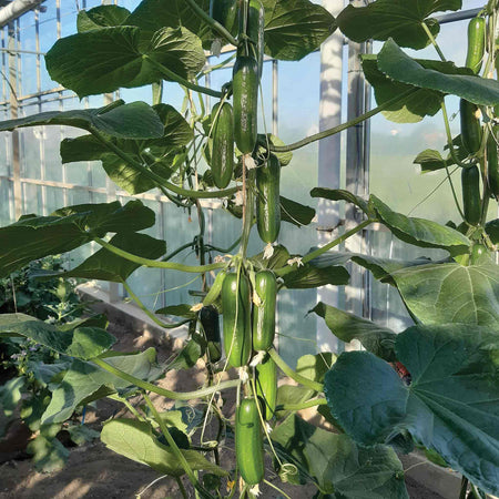 Cucumber 'Party Time'