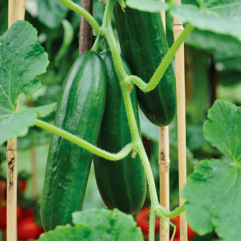 Grafted Cucumber 'Passandra'