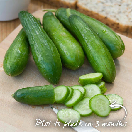 Cucumber Seeds 'Mini Munch' F1
