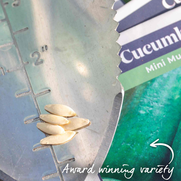 Cucumber Seeds 'Mini Munch' F1