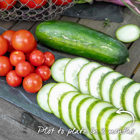 Cucumber Seeds 'Mini Muncher' F1