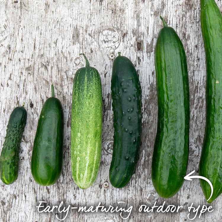 Cucumber Seeds 'Mini Muncher' F1