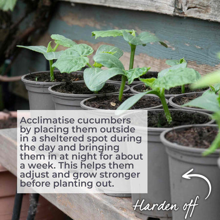 Cucumber Seeds 'Mini Muncher' F1