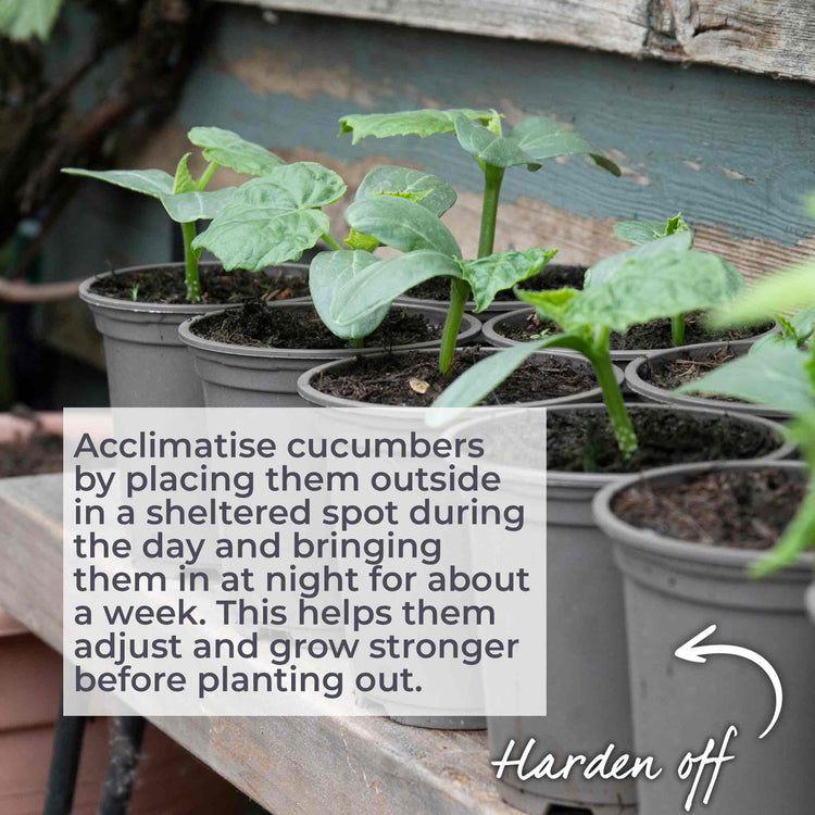 Cucumber Seeds 'Mini Muncher' F1