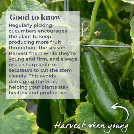 Cucumber 'Mini Munch'