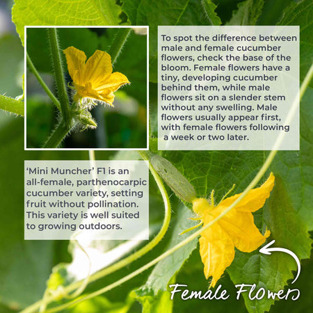 Cucumber Seeds 'Mini Muncher' F1