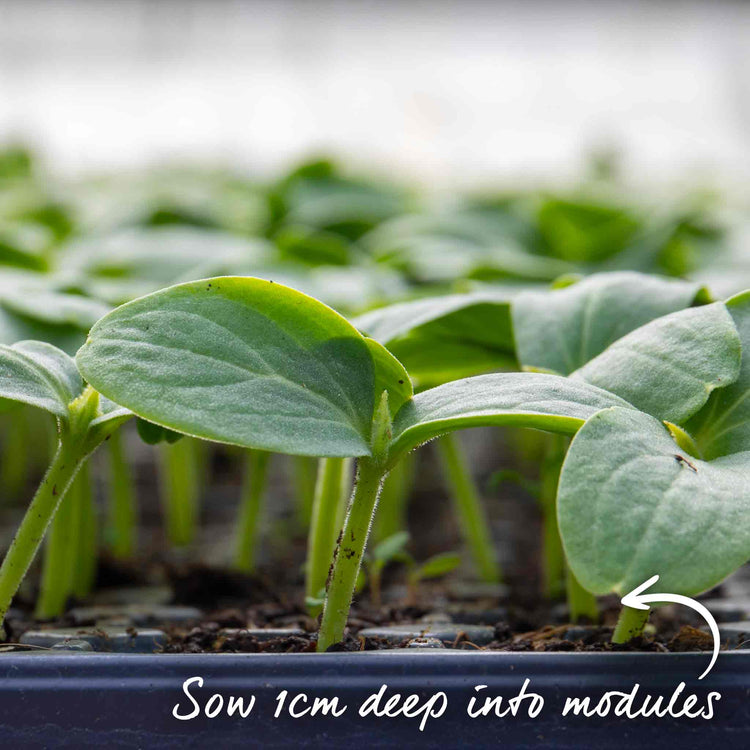 Cucumber Seeds 'Mini Munch' F1