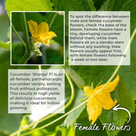 Cucumber Seeds 'Sherpa' F1