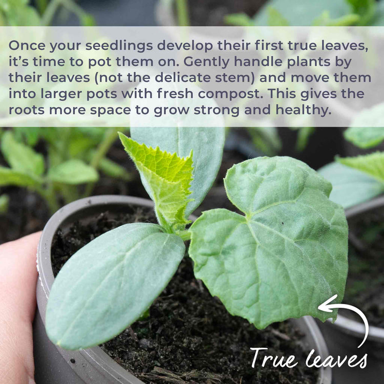 Cucumber Seeds 'Mini Munch' F1