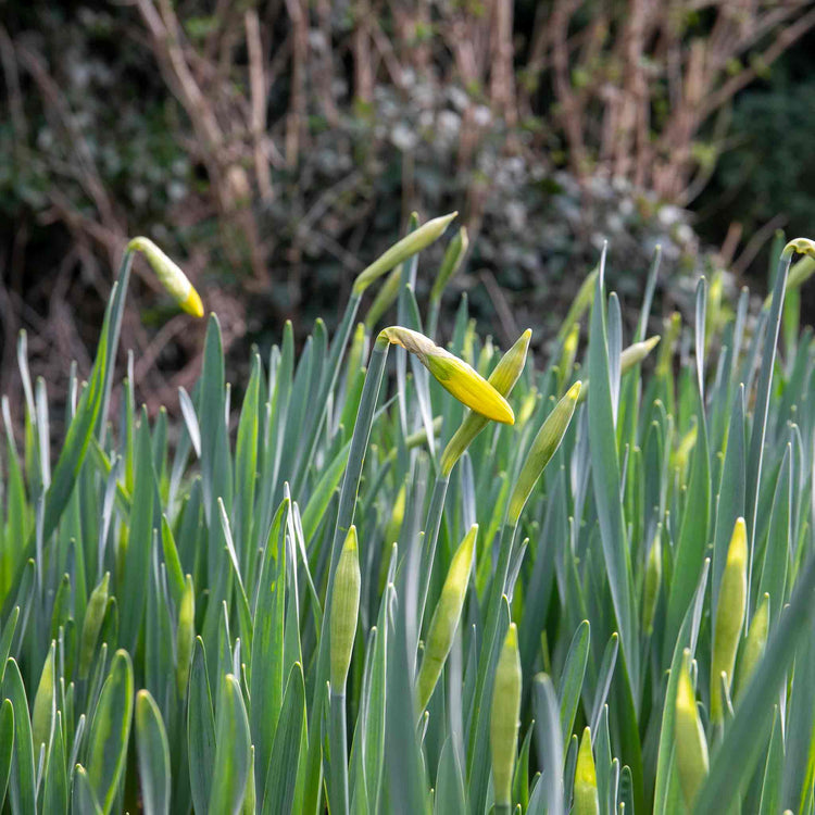 Daffodil 'February Gold'