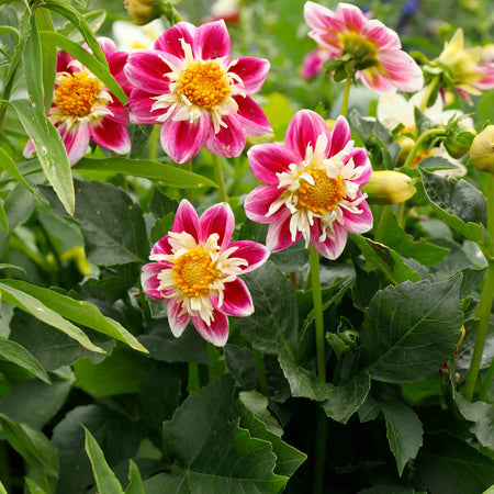 Dahlia Tuber 'Fashion Monger'