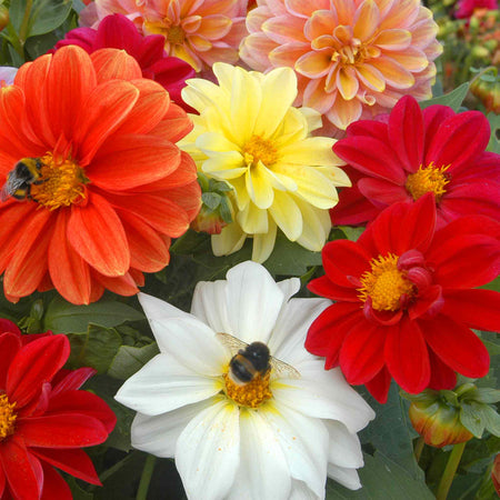 Dahlia 'Figaro Mixed'