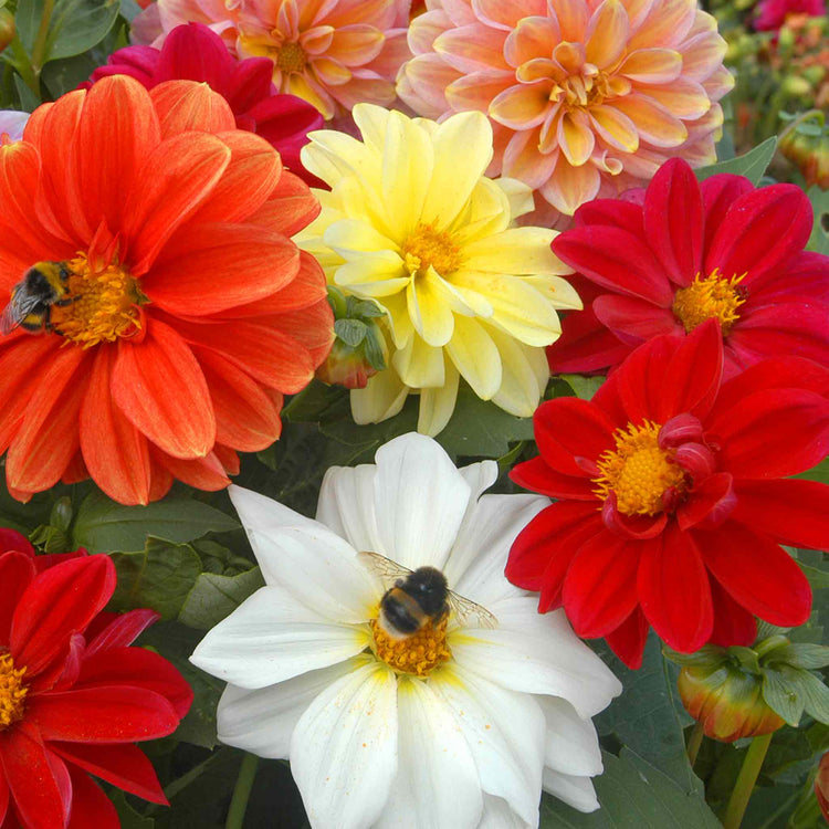 Dahlia 'Figaro Mixed'