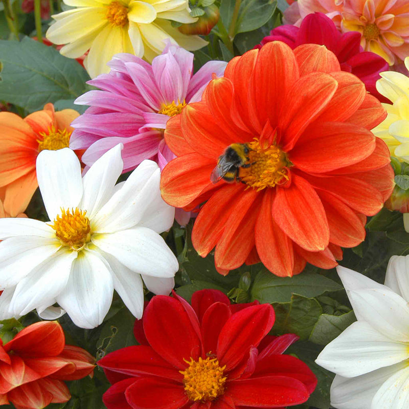Dahlia 'Figaro Mixed'