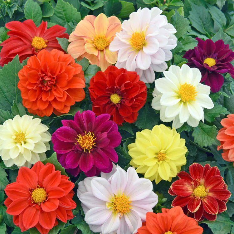 Dahlia 'Figaro Mixed'