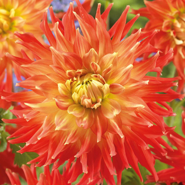 Dahlia Tuber 'Fired Up'