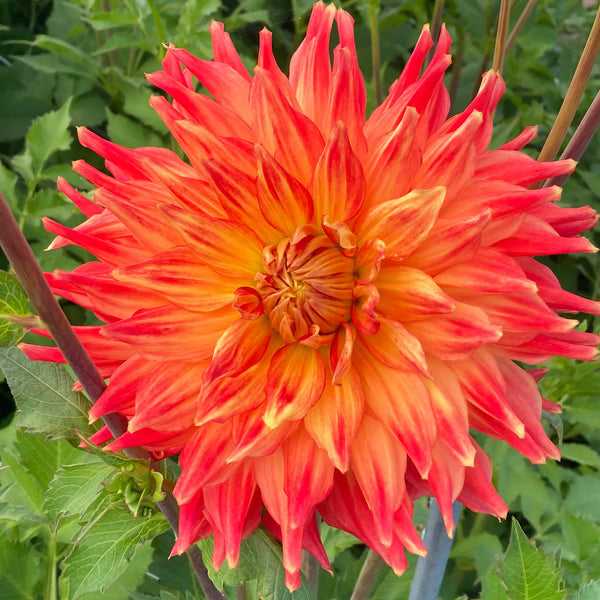 Dahlia Tuber 'Fired Up'