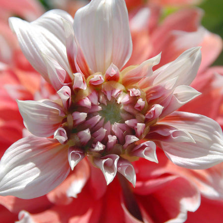 Dahlia Tuber 'Frost Nip'