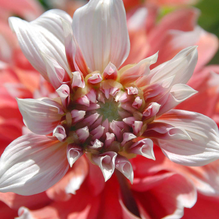 Dahlia Tuber 'Frost Nip'