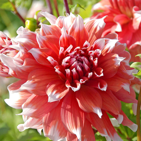 Dahlia Tuber 'Frost Nip'