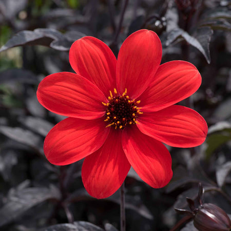 Dahlia Mystic Collection