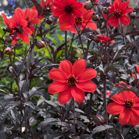Dahlia 'Mystic Enchantment'