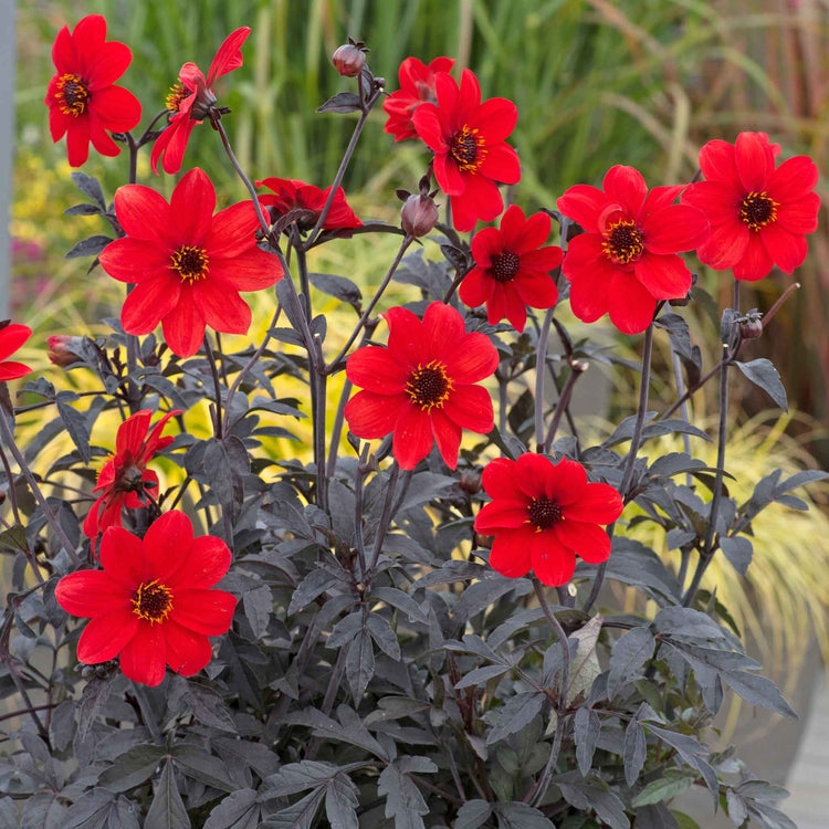 Dahlia 'Mystic Enchantment'